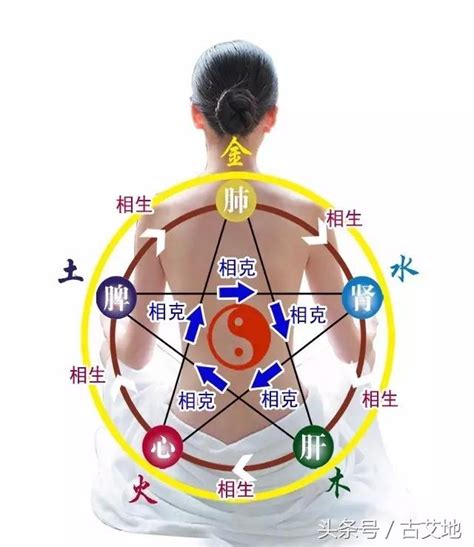 木火土金水 肝心脾肺腎|五行、五臟、五官、五體、五志對應表